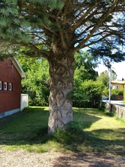 Pinales