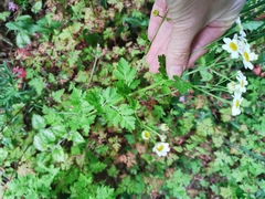 Tanacetum parthenium