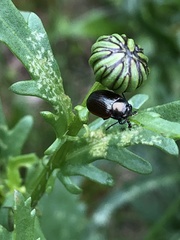 Chrysolina marginata