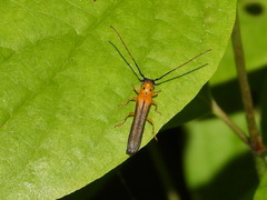 Oberea tripunctata
