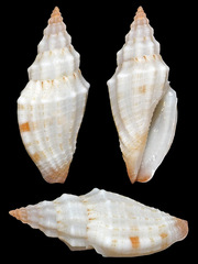 Eucithara angela