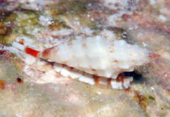 Eucithara angela