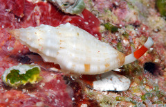 Eucithara angela