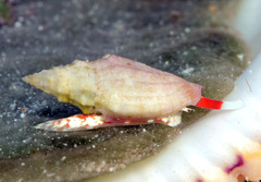 Eucithara angela