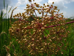 Angelica atropurpurea