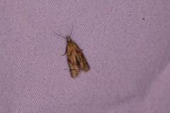 Phtheochroa vitellinana