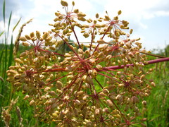 Angelica atropurpurea