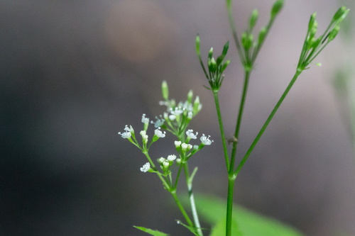 Canadian honewort (Cryptotaenia canadensis)
