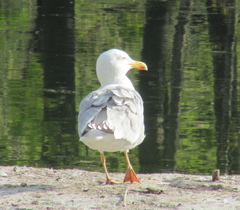 Larus argentatus
