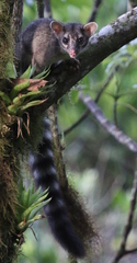 Bassariscus sumichrasti