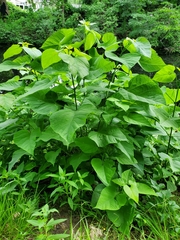 Catalpa