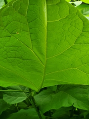 Catalpa