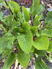 Eryngium planum