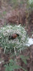 Graphosoma lineatum siciliensis