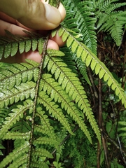 Dryopteris bissetiana