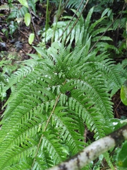 Dryopteris bissetiana