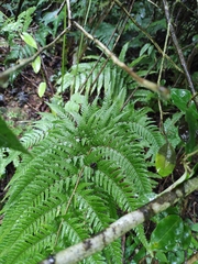 Dryopteris bissetiana