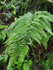 Dryopteris bissetiana