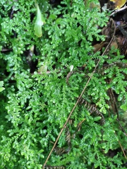 Selaginella moellendorffii