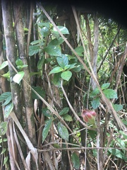 Drymonia alloplectoides