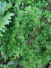 Selaginella moellendorffii
