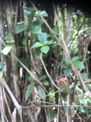 Drymonia alloplectoides