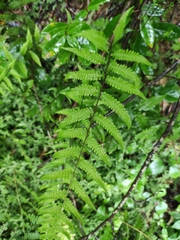 Metathelypteris laxa