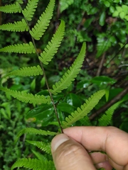 Metathelypteris laxa