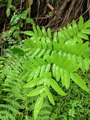 Osmunda japonica
