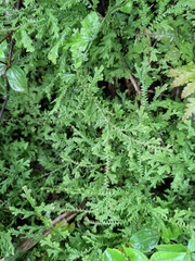 Selaginella moellendorffii