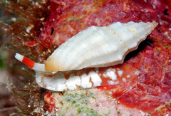 Eucithara angela