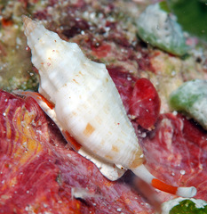 Eucithara angela