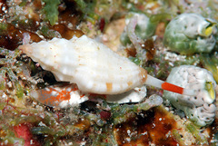 Eucithara angela