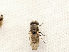 Paralimna punctipennis