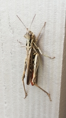 Chorthippus biguttulus