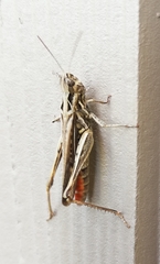 Chorthippus biguttulus