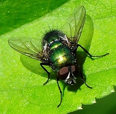 Lucilia illustris