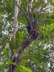 Asplenium serratum