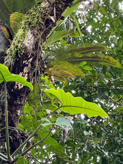 Asplenium serratum