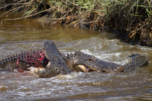 American Alligator photographed in South Carolina