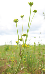 Lomatium bicolor leptocarpum
