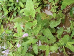 Stachys geobombycis