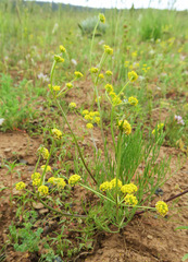 Lomatium bicolor leptocarpum