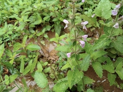 Stachys geobombycis