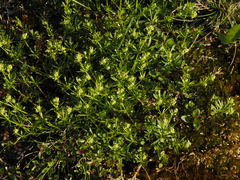 Galium sudeticum