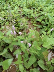 Stachys geobombycis