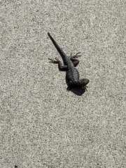 Sceloporus occidentalis