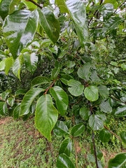 Alniphyllum fortunei