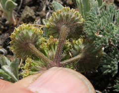 Lomatium foeniculaceum macdougalii
