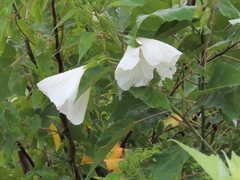 Hibiscus lasiocarpos